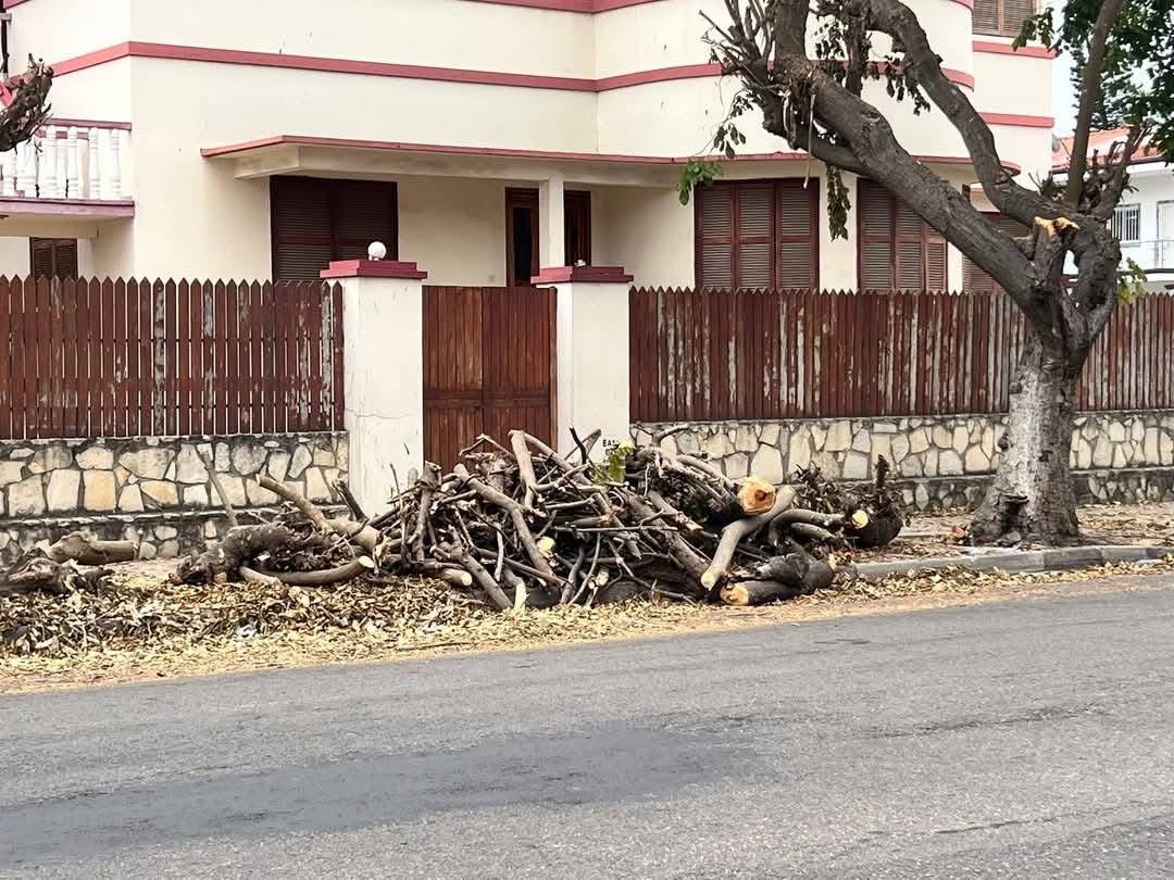 A Importância de uma Poda adequada nas cidades Angolanas