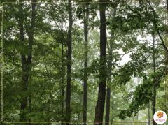 Angola, Brasil e Moçambique estão entre 10 países com maior perda de floresta na última década