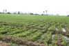 Produção de frutas ganha força em Benguela