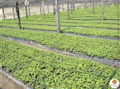 Província de Benguela ganha mil acácias rubras