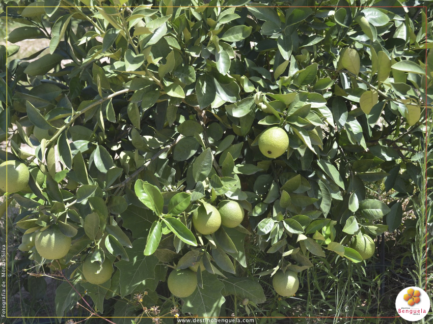 MERCADÃO VALORIZA MULHER RURAL EM BENGUELA
