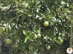 MERCADÃO VALORIZA MULHER RURAL EM BENGUELA