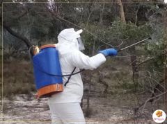 AUTORIDADES DE BENGUELA JÁ TRABALHAM NO COMBATE À PRAGA DE GAFANHOTOS