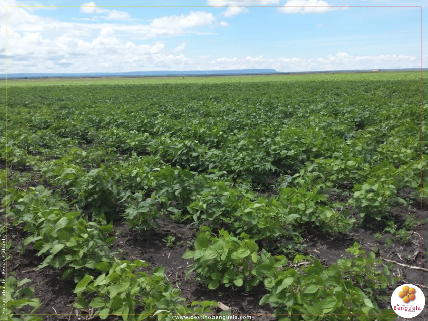 BAÍA FARTA QUER INVESTIMENTOS NA AGRICULTURA, PECUÁRIA E TURISMO