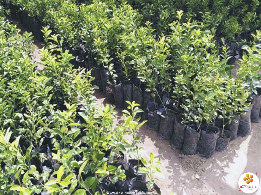 Governo de Benguela almeja plantar 10 mil árvores até Dezembro